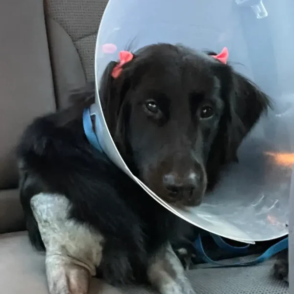 Elbow dysplasia surgery for dogs