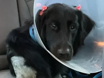 Elbow dysplasia surgery for dogs